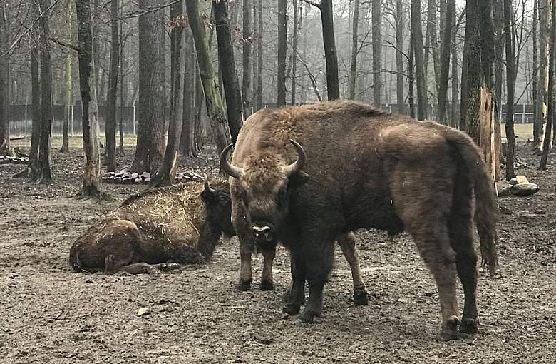 Pokazowa Zagroda Żubrów ponownie otwarta